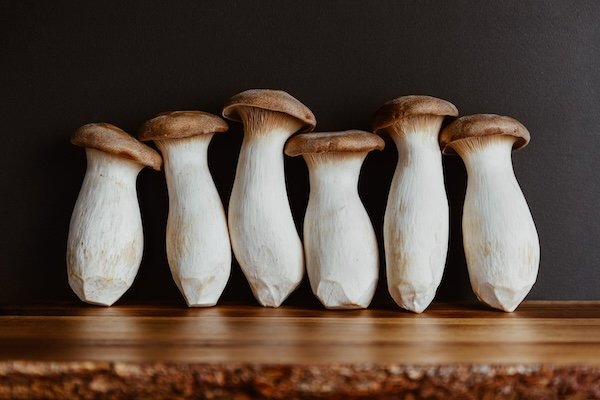Mushrooms: Nature’s Role Models for Building High-Performance Teams