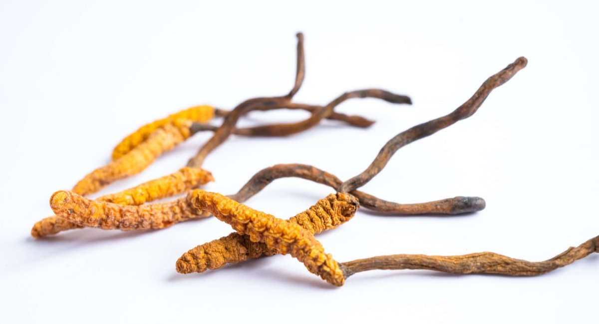 Cordyceps mushroom