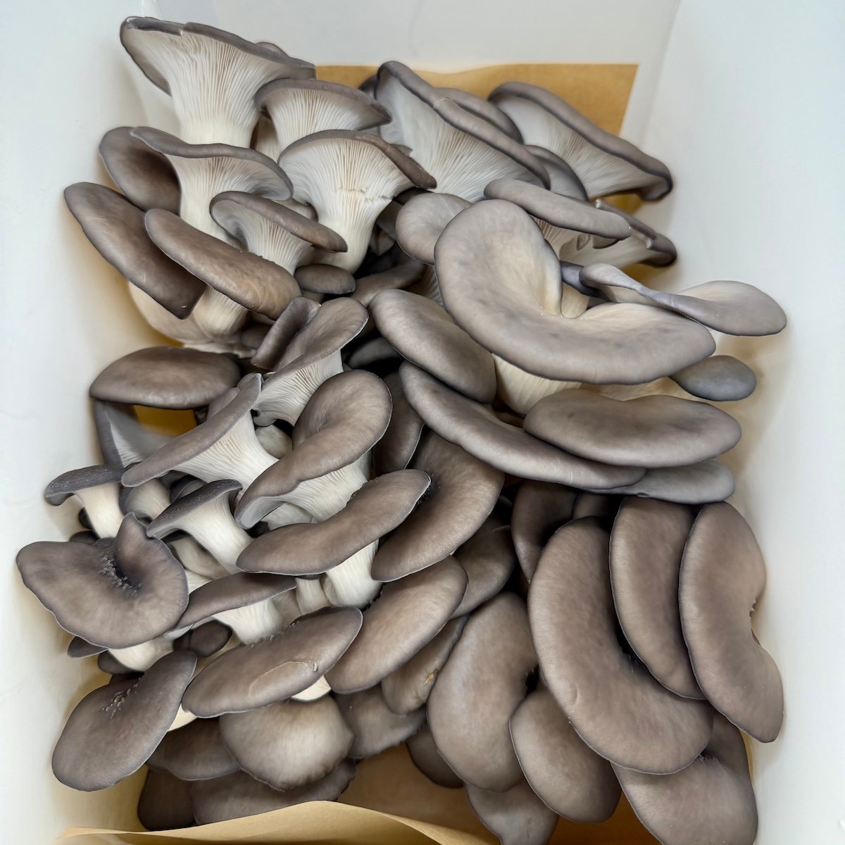 Blue Oyster