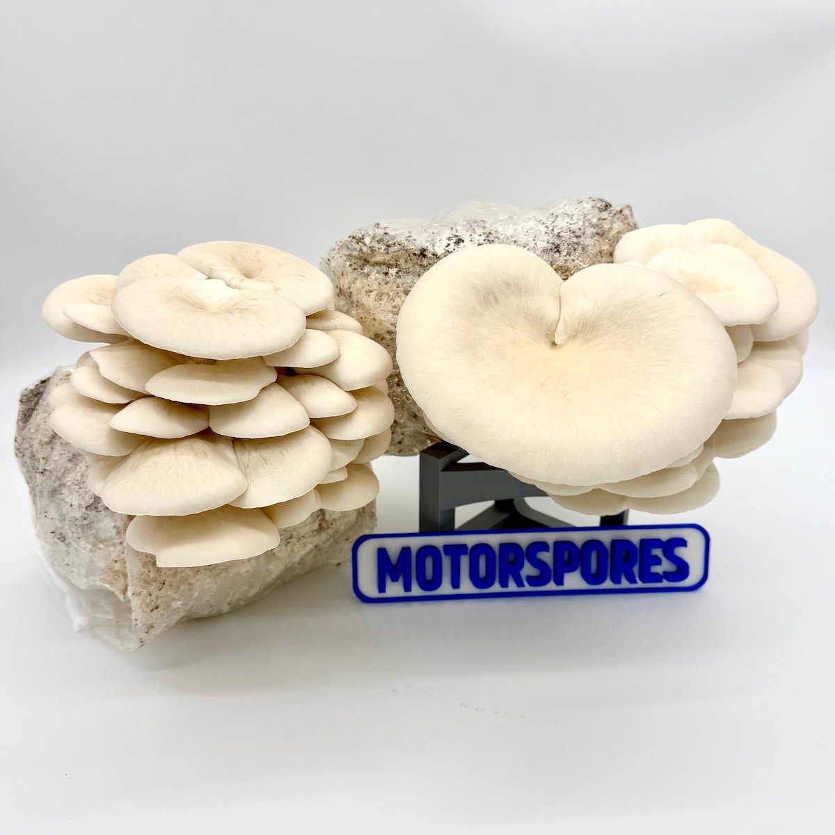 Elm Oyster