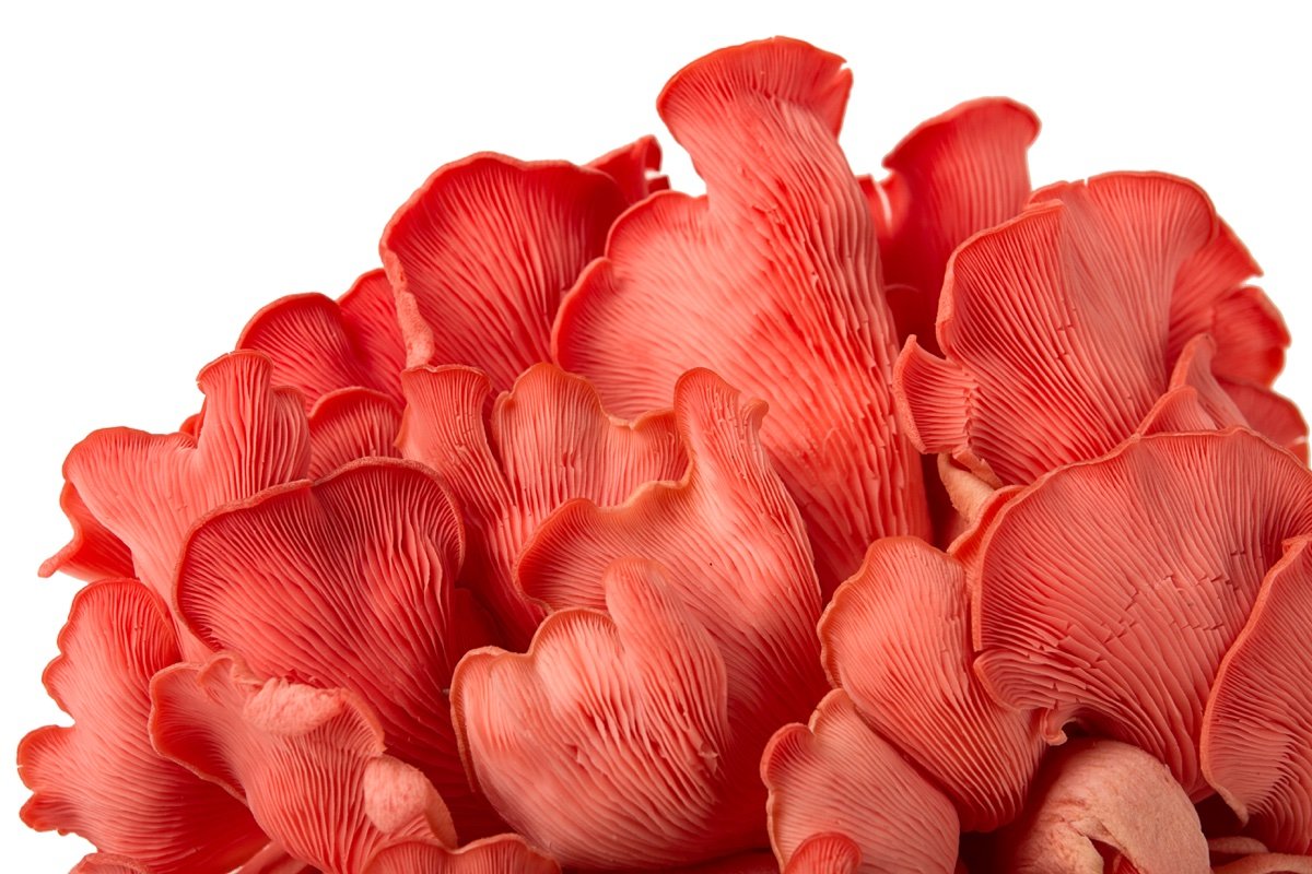 Pink Oyster mushroom