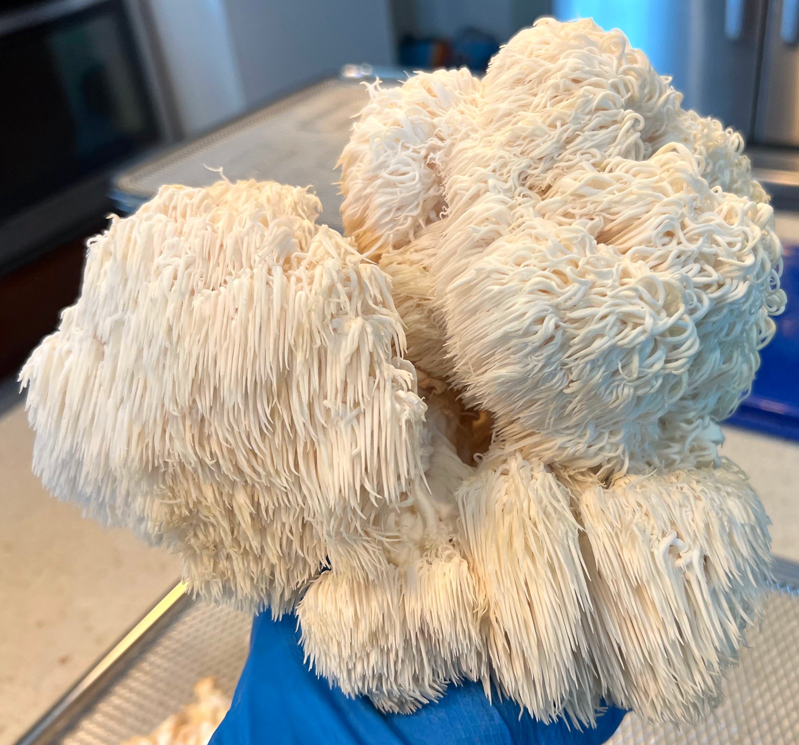 Lion's ManeOne Pound One Time Purchase