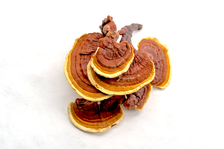Reishi - Wholesale PriceOne Pound