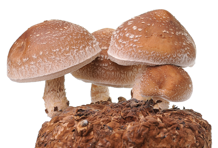 Chestnut - Wholesale PriceOne Pound