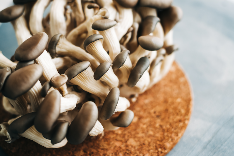 Blue Oyster - Wholesale PriceOne Pound