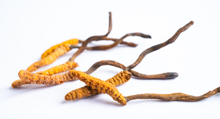 American Cordyceps - Wholesale PriceOne Pound
