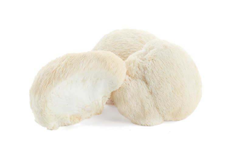 Lion's Mane - Wholesale PriceOne Pound