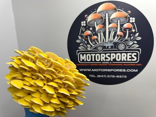 Golden Oyster - Wholesale PriceOne Pound