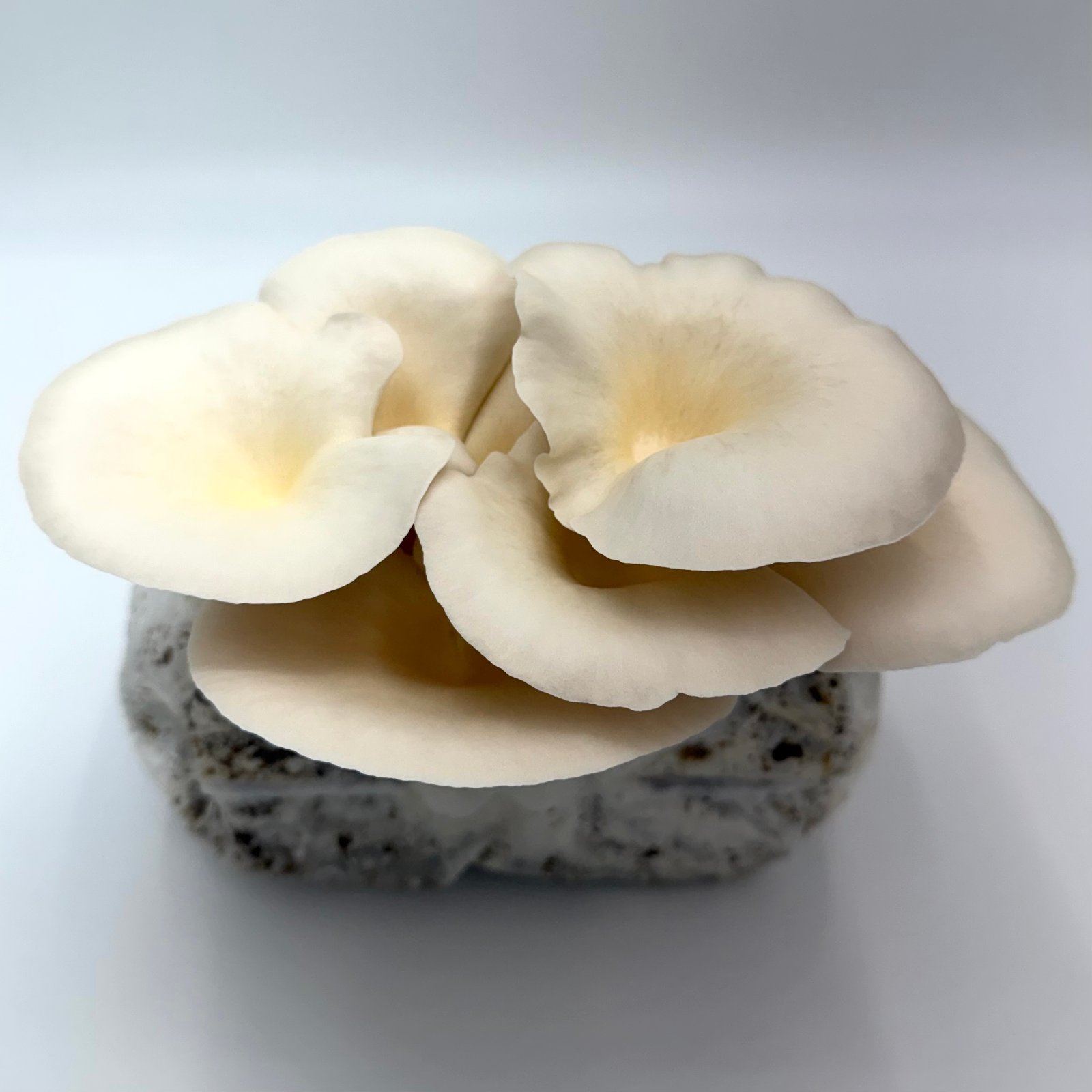 Elm Oyster - Wholesale PriceOne Pound