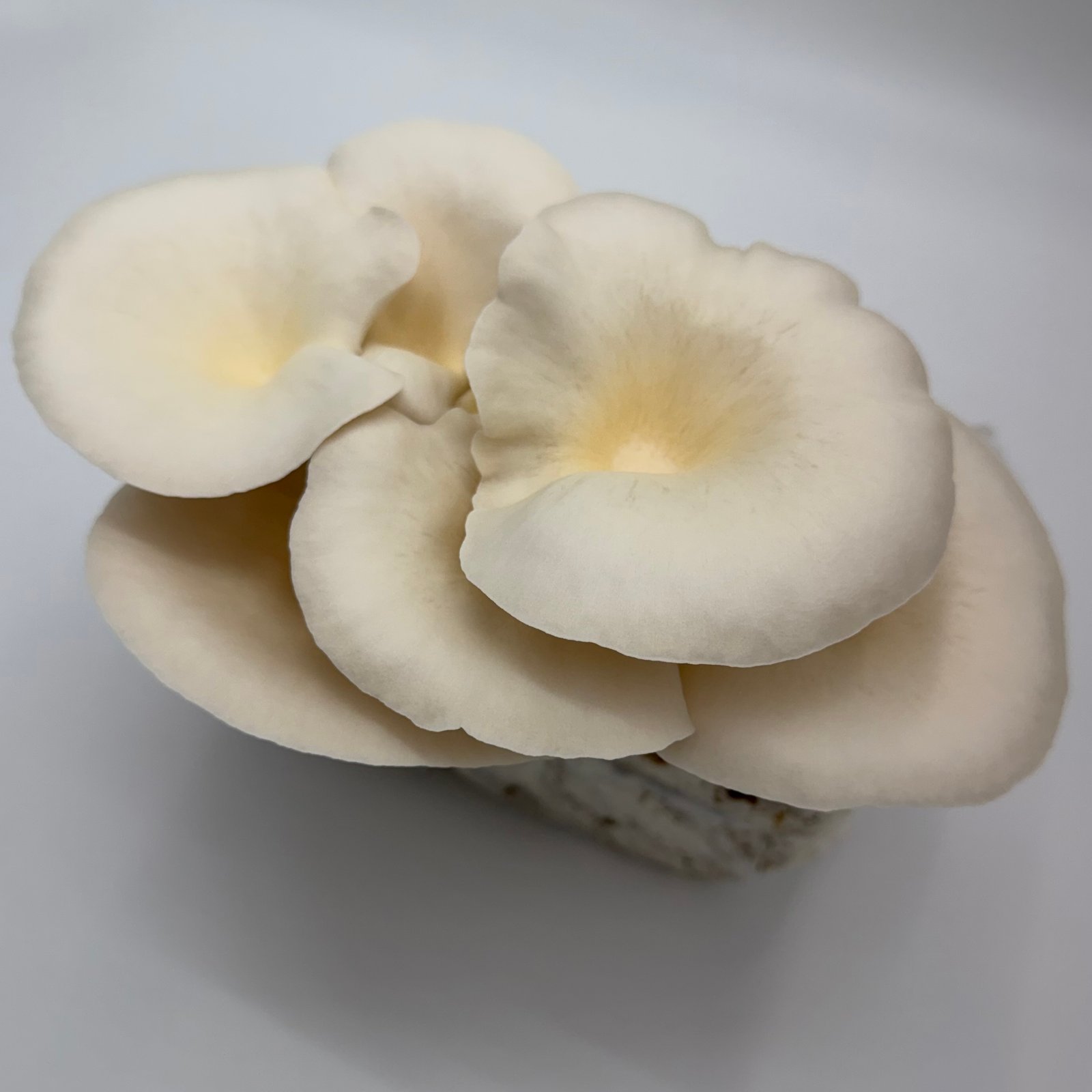 Elm OysterOne Pound One Time Purchase