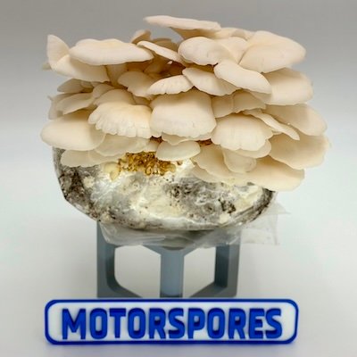 Snow Oyster - Wholesale PriceOne Pound